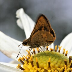 Vinius pulcherrimus