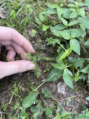 Mecardonia acuminata acuminata