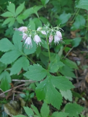 Hydrophyllum virginianum