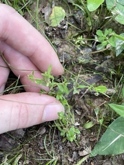 Mecardonia acuminata acuminata