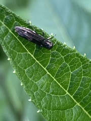 Agrilus obsoletoguttatus