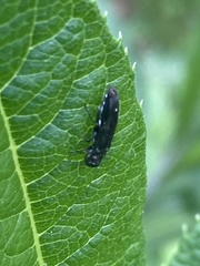 Agrilus obsoletoguttatus