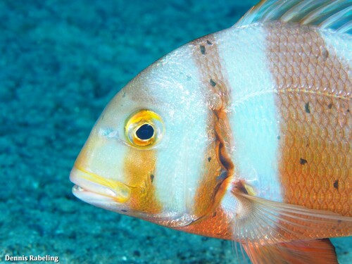 Red-banded Seabream