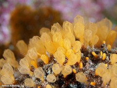 Pycnoclavella communis