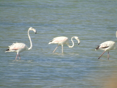 Phoenicopterus roseus