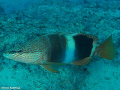 Serranus papilionaceus