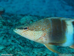 Serranus papilionaceus