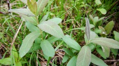 Lonicera villosa
