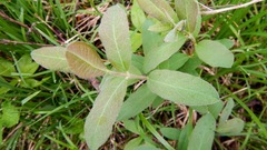 Lonicera villosa