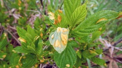 Puccinia coronati-calamagrostidis