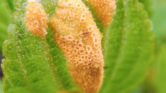 Puccinia coronati-calamagrostidis