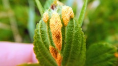 Puccinia coronati-calamagrostidis