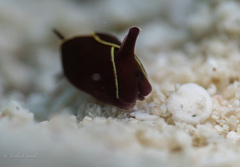 Gastropteron chacmol