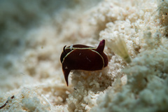 Gastropteron chacmol