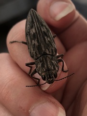 Chalcophora angulicollis