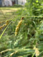 Carex davisii