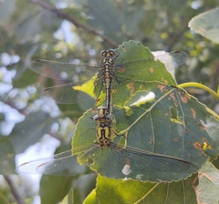 Gomphus simillimus