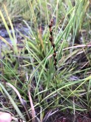 Drosera capillaris