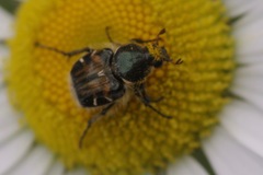Trichiotinus affinis