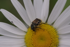 Trichiotinus affinis