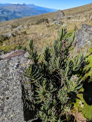 Linochilus rupestris