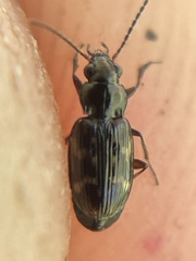 Bembidion semipunctatum