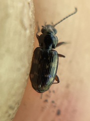 Bembidion semipunctatum
