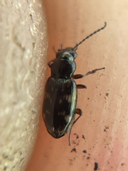 Bembidion semipunctatum