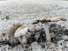 Coprinellus micaceus