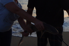 Mustelus