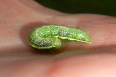 Lithophane antennata