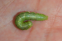 Lithophane antennata