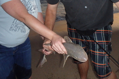 Mustelus