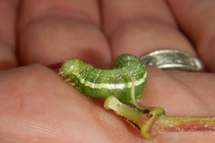 Lithophane antennata