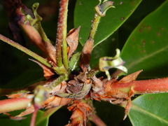 Lithophane antennata