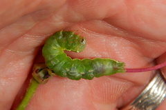Lithophane antennata