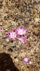 Clarkia williamsonii