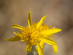 Senecio flaccidus flaccidus