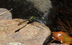 Ophiogomphus mainensis