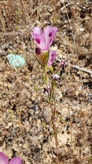 Clarkia williamsonii
