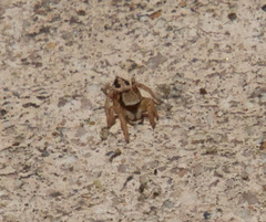 Habronattus pyrrithrix