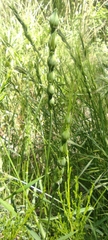 Aegilops ventricosa