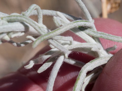 Senecio flaccidus flaccidus