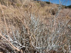 Senecio flaccidus flaccidus