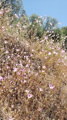 Clarkia williamsonii