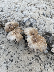 Coprinellus micaceus