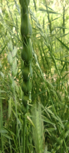 Image of Swollen Goatgrass (Aegilops ventricosa) by (c) Santiago Martín-Bravo, some rights reserved (CC BY)