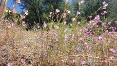 Clarkia williamsonii