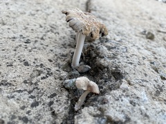 Coprinellus micaceus