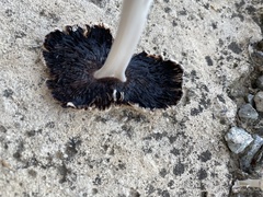 Coprinellus micaceus